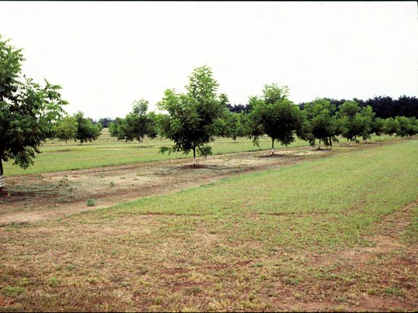 Figure 20. Controlling the vegetation in the tree row is necessa